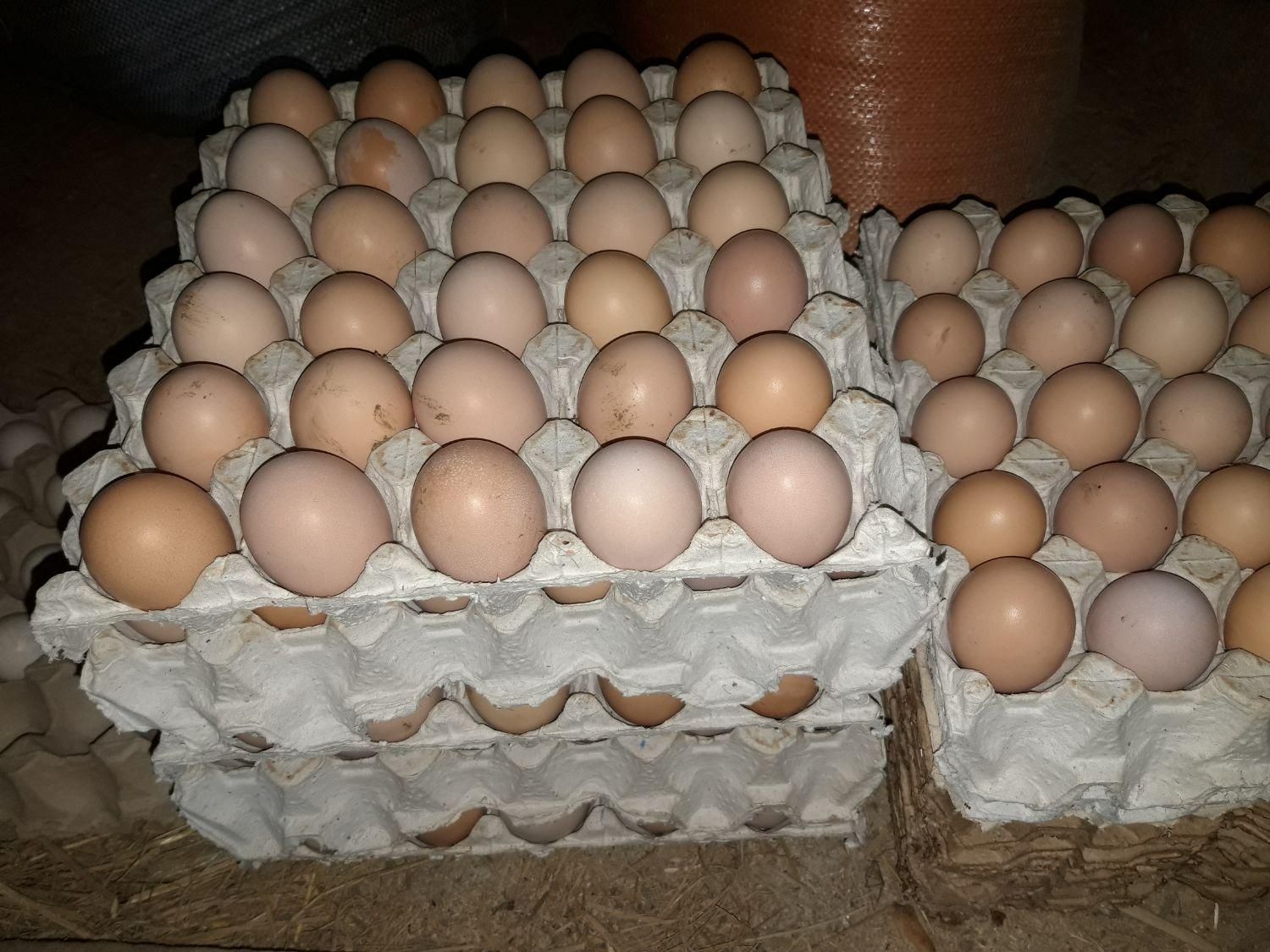 تخم مرغ محلی خوراکی و نطفه دار|خوردنی و آشامیدنی|کلاچای, |دیوار