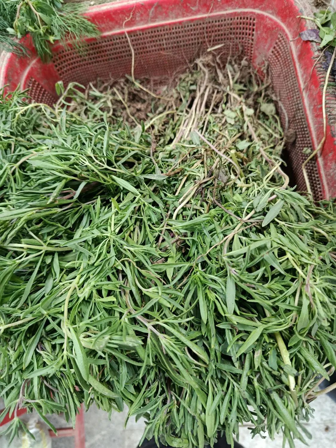 سبزی فروش|استخدام بازاریابی و فروش|تهران, کوی بیمه|دیوار