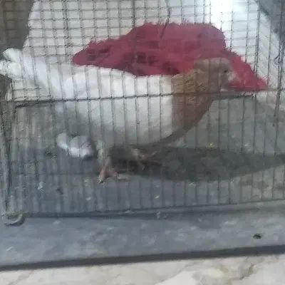 کبوتر|پرنده|مشهد, شهرآباد|دیوار