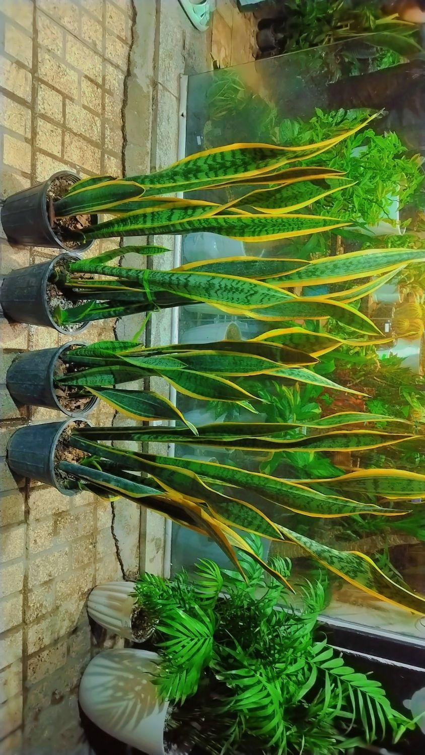 گل وگیاه آپارتمانی سانسوریاشمشیری ابلغ|گل و گیاه طبیعی|مشهد, ایثارگران|دیوار