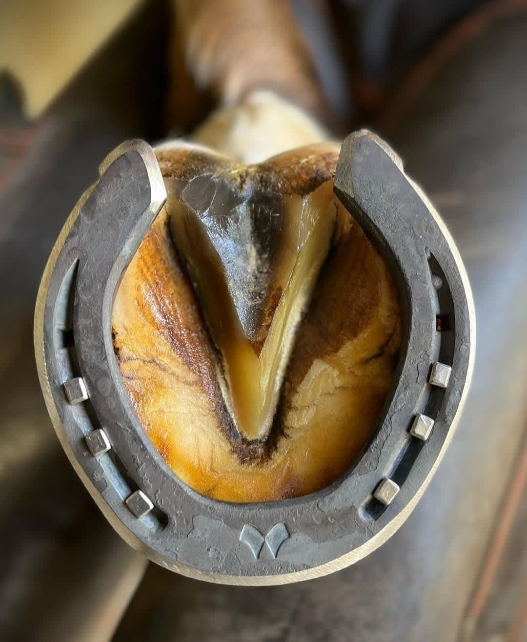 نعلبندی تخصصی اسب|اسب و تجهیزات اسب‌سواری|کرج, باغستان|دیوار