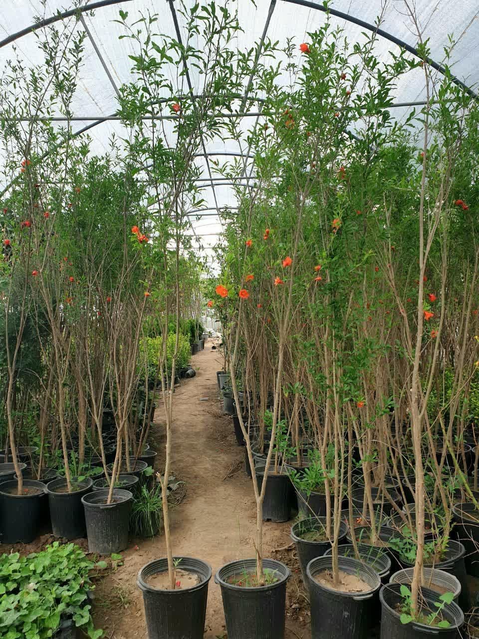 انار|گل و گیاه طبیعی|مشهد, امیرآباد|دیوار