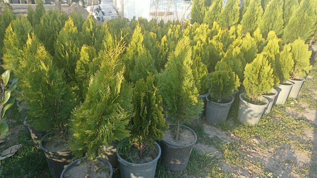کامیس نوک دار|گل و گیاه طبیعی|کرج, ملک‌آباد|دیوار