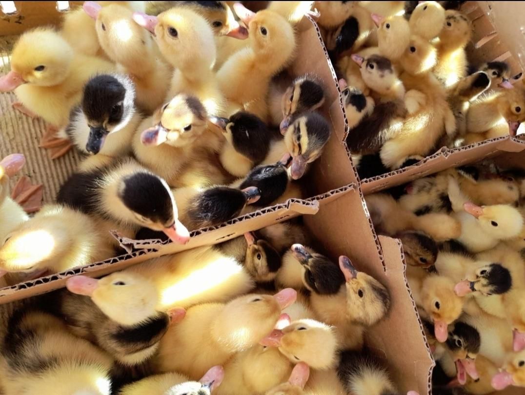 اردک یکروزه وصغیر جوجه محلی گلپایگان)رنگی/بلدرچین|حیوانات مزرعه|رشت, آزادگان|دیوار