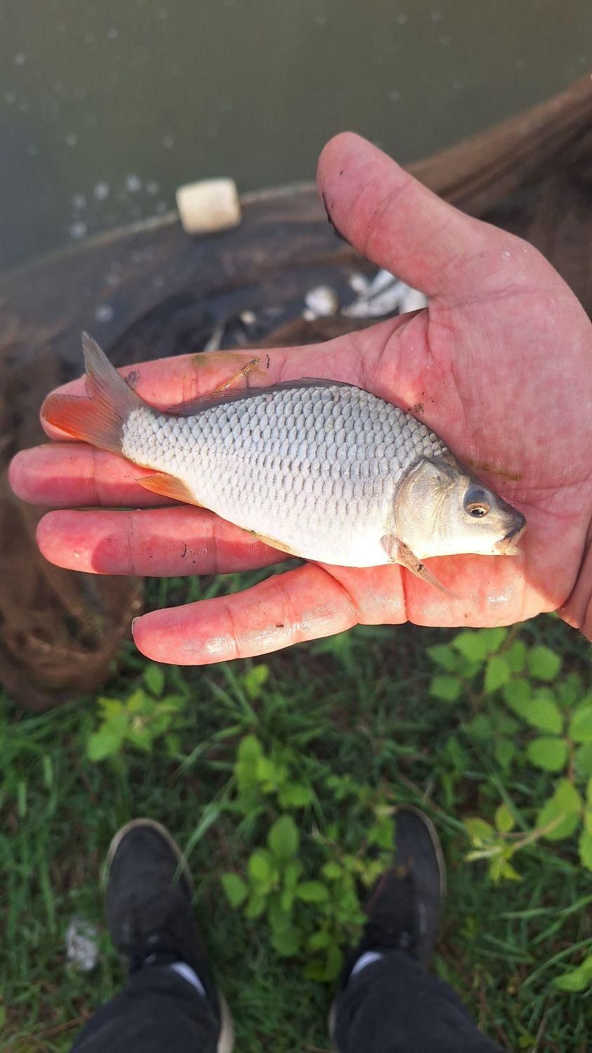 بچه ماهی کپور و آمور|ماهی|اهواز, زرگان|دیوار