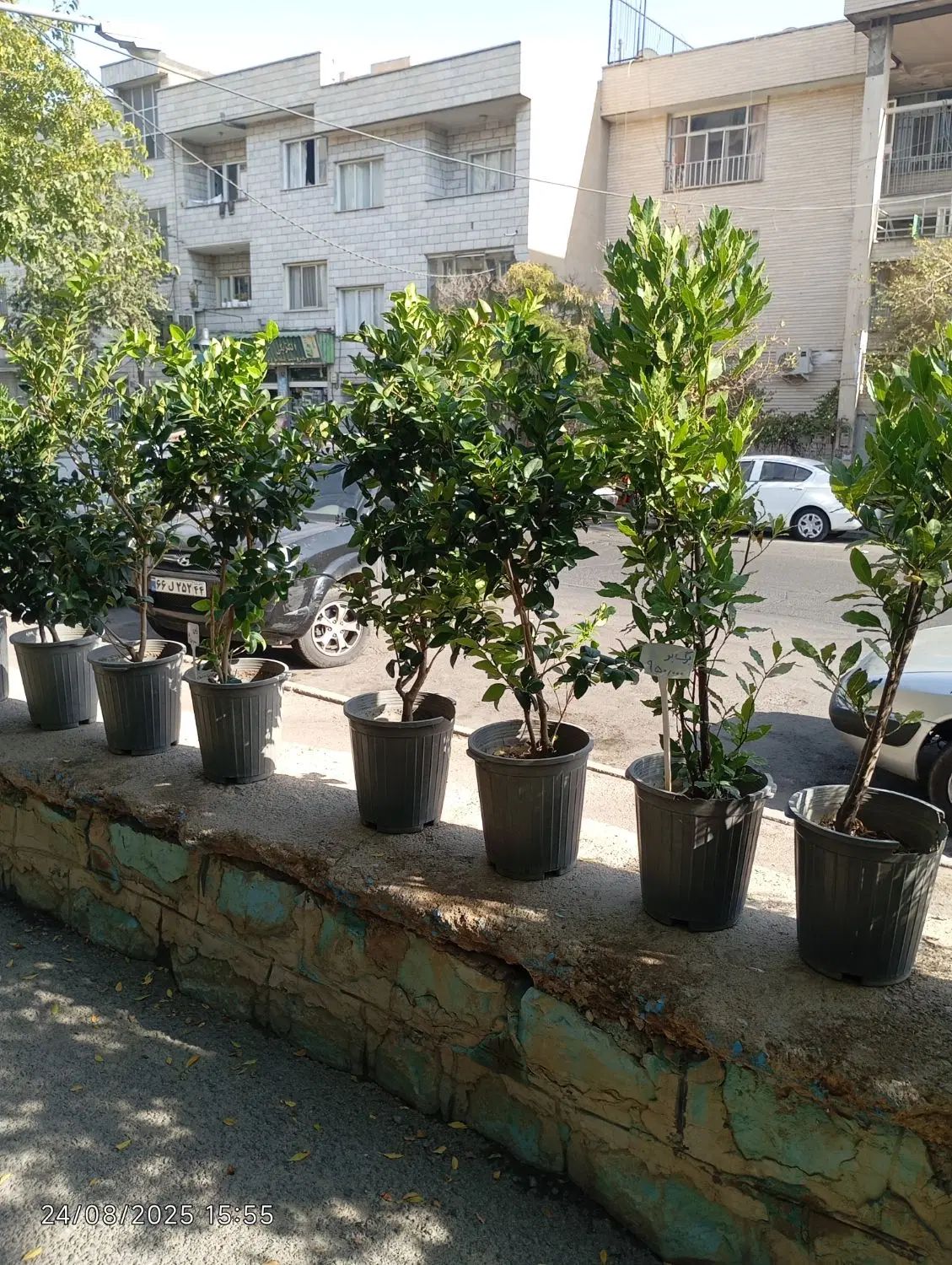 گیاهان باغچه ای با کیفیت فوق العاده|گل و گیاه طبیعی|تهران, شاهین|دیوار
