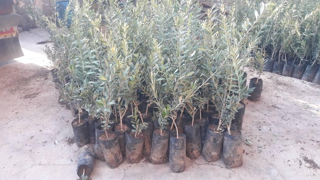 فروش انواع نهال زیتون|خدمات باغبانی و درختکاری|منجیل, |دیوار