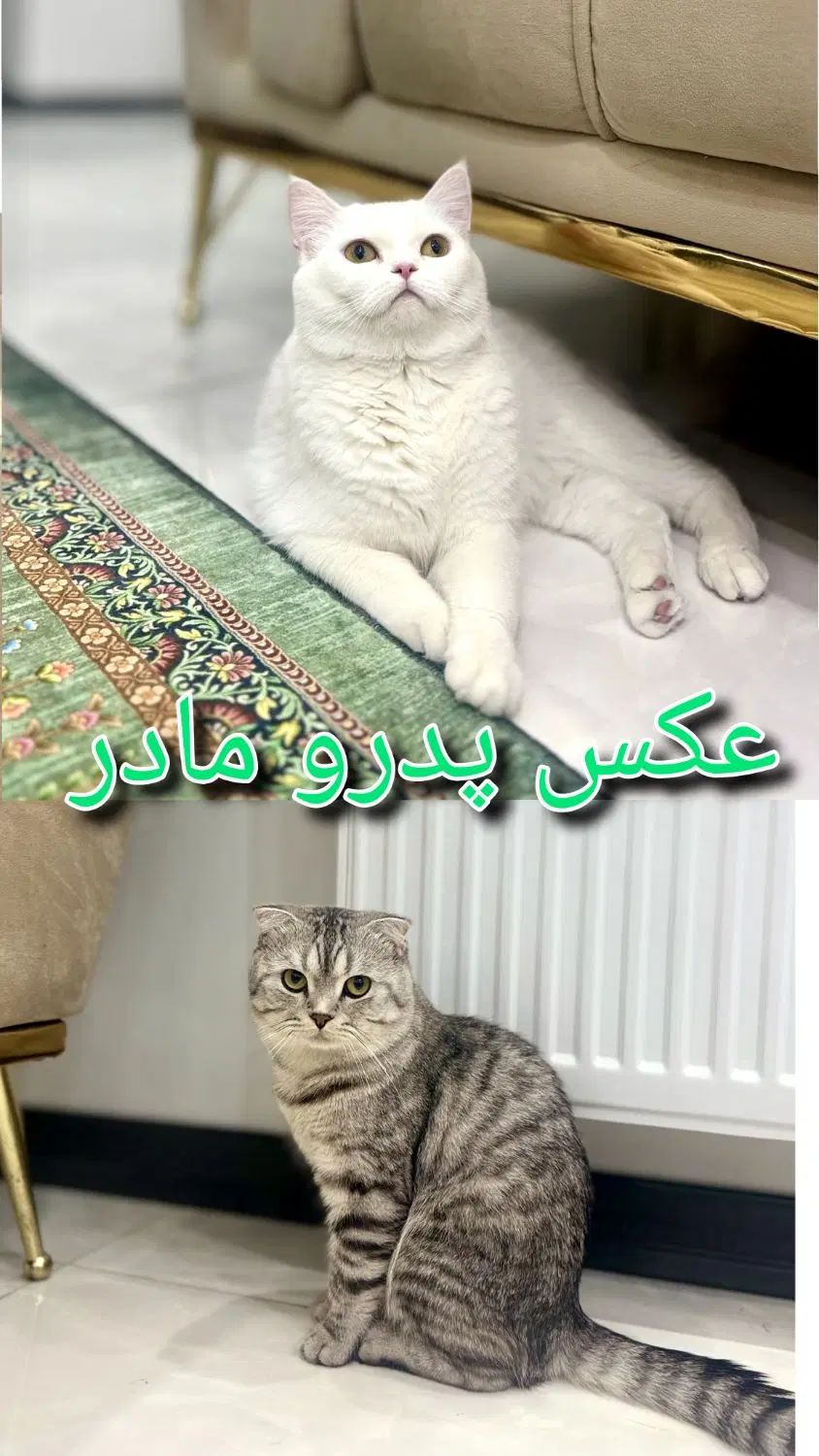 گربه اسکاتیش.گربه بریتیش. گربه مولد .گربه|گربه|تهران, شهرک غرب|دیوار