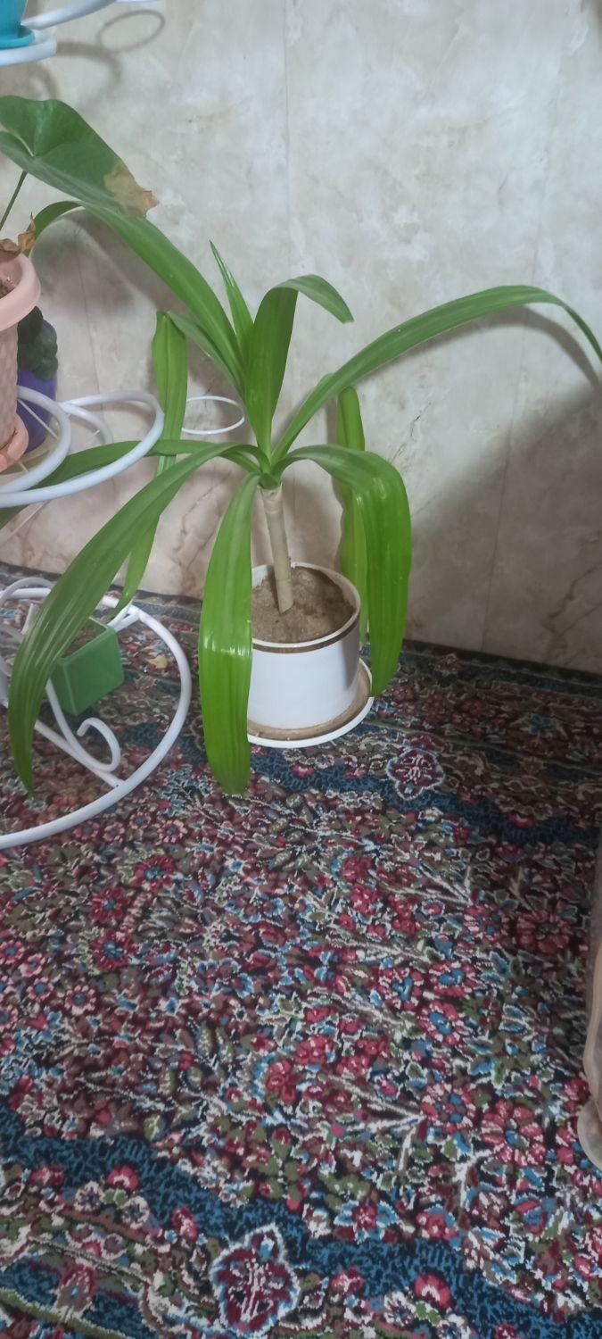 استند گل با تمام گل ها|گل و گیاه طبیعی|کرمان, |دیوار