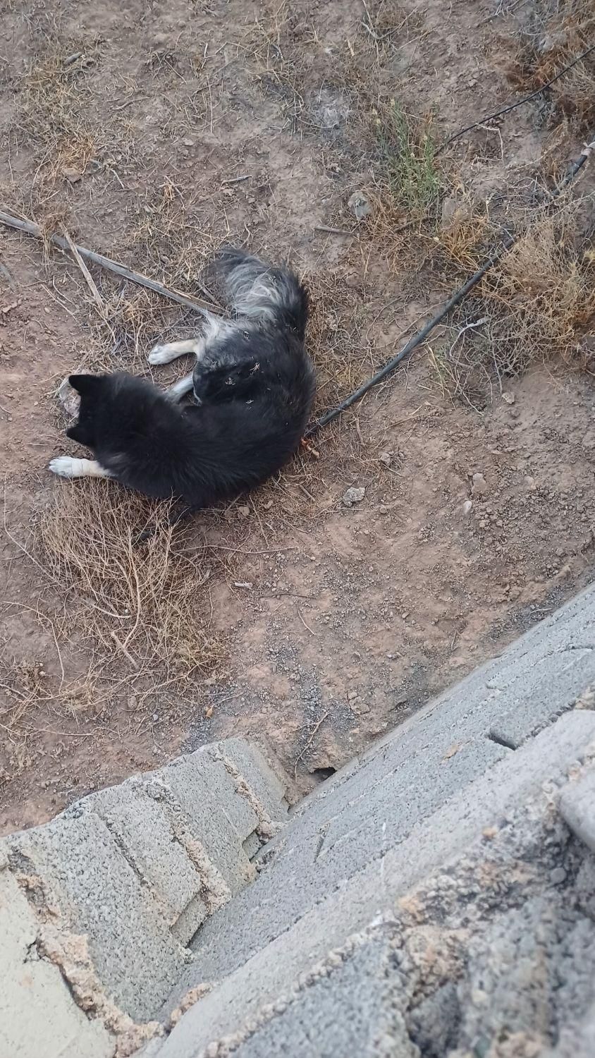 واگذاری سگ|سگ|رضویه, |دیوار