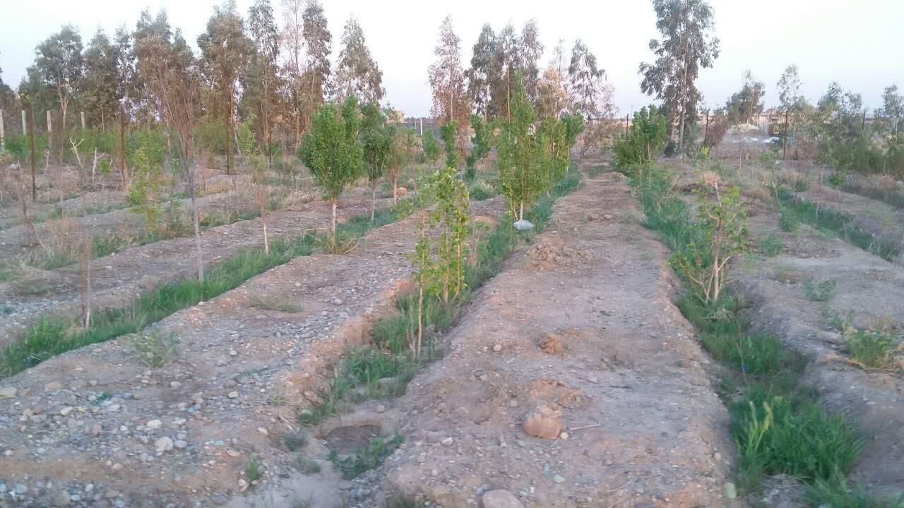 زمین باغی|فروش زمین و ملک کلنگی|گرمسار, |دیوار