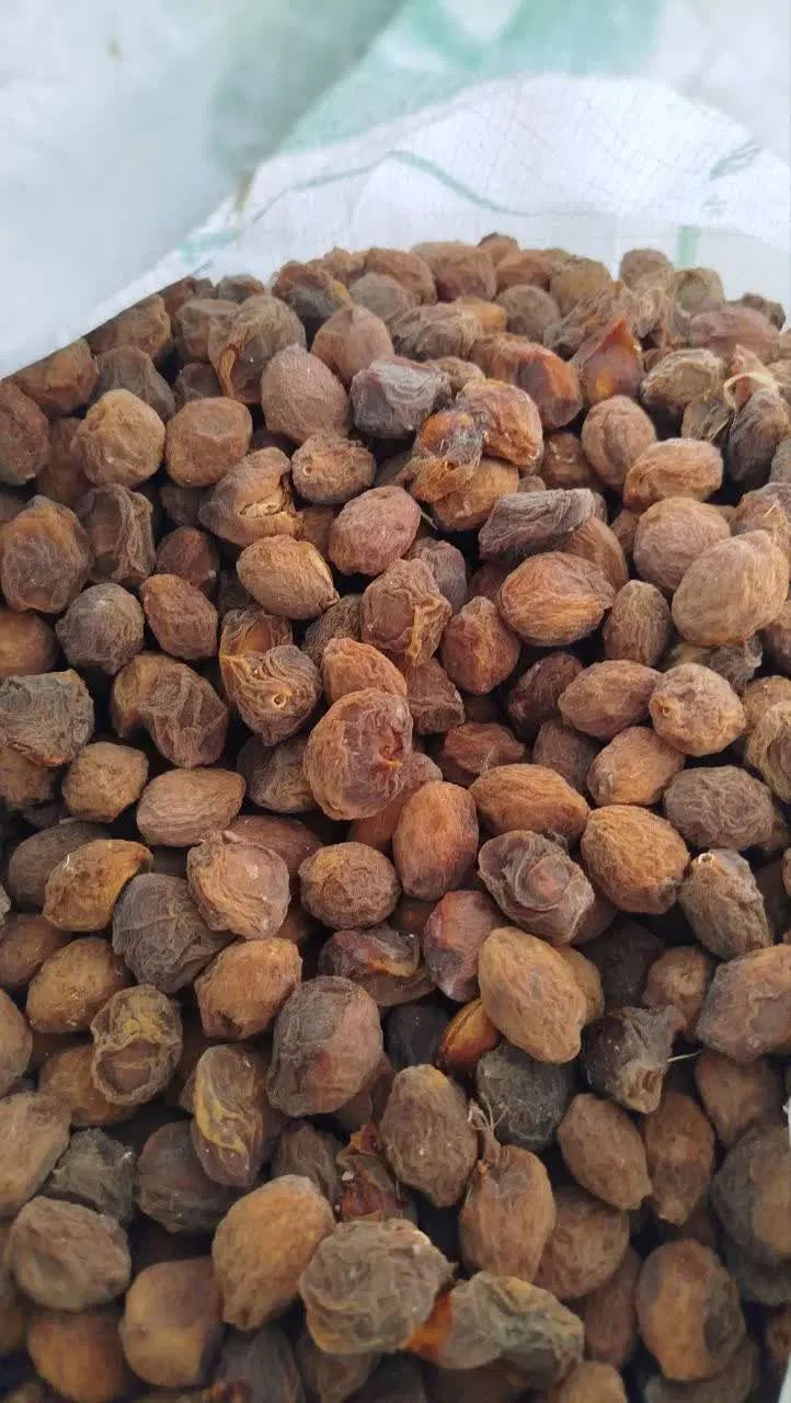 آلو وزردآلو وامسال|خوردنی و آشامیدنی|کرج, شعبان‌آباد|دیوار