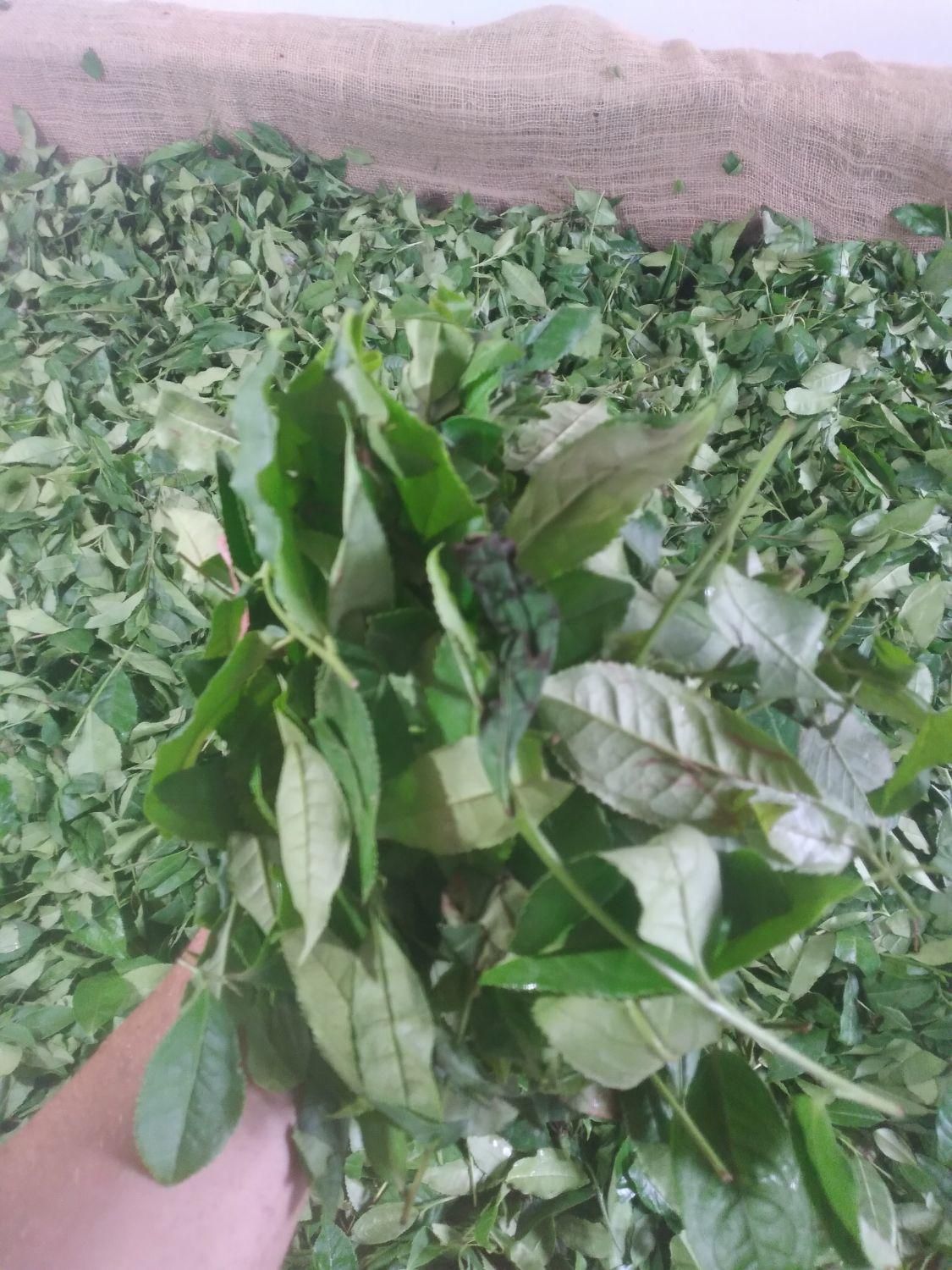 خری دار برگ سبز چای تسویه درب کارگاه|خدمات باغبانی و درختکاری|لاهیجان, شقایق|دیوار