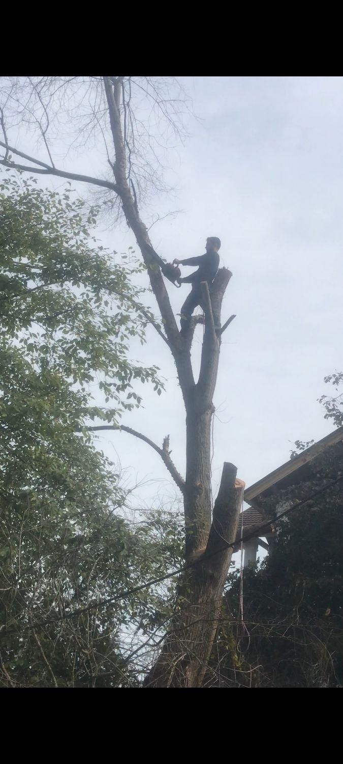 قطع درخت و خرید چوب آلات باغی|خدمات باغبانی و درختکاری|نوشهر, |دیوار