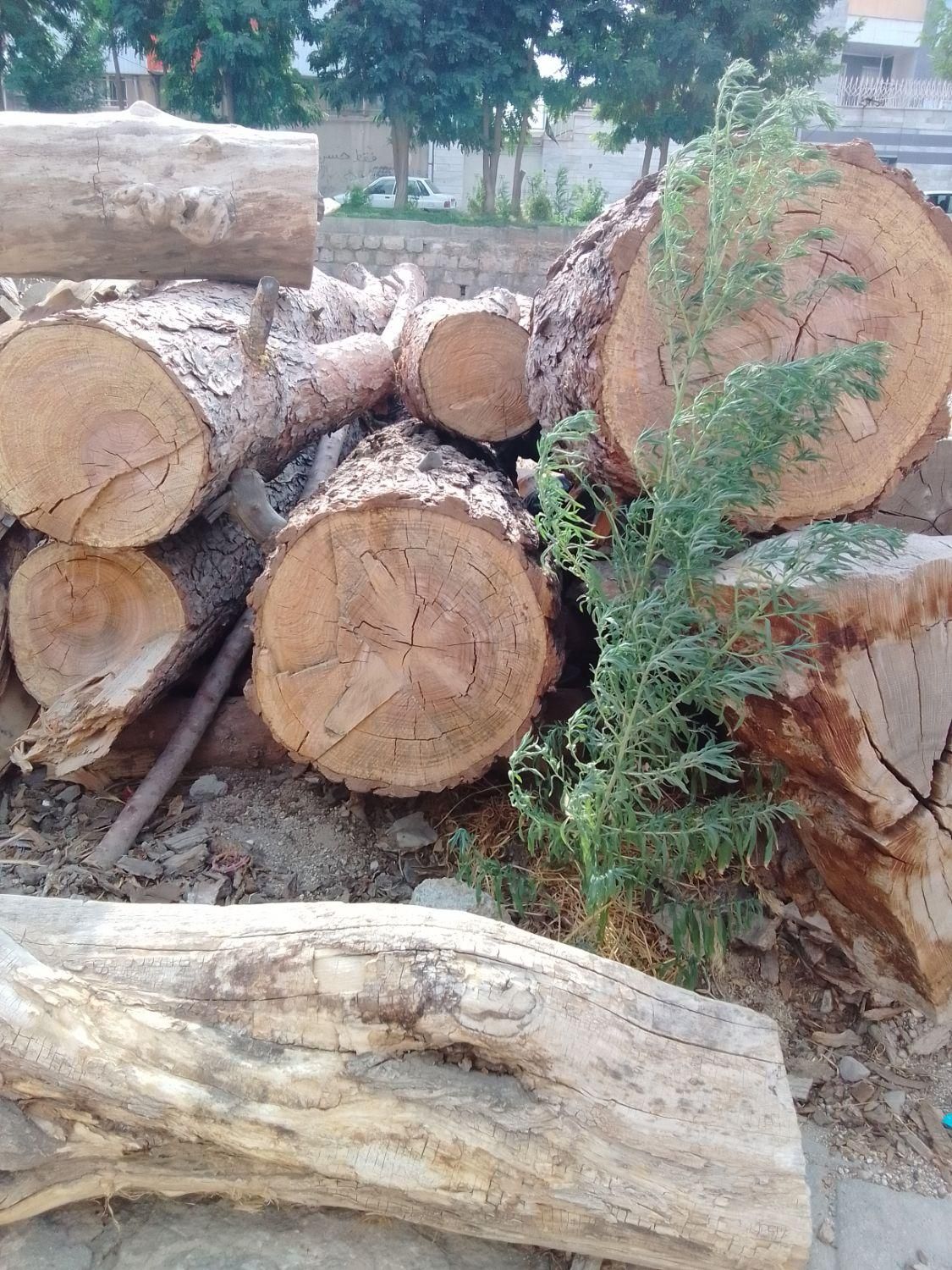 خرید چوب های خشک وتر با بهترین قیمت روز|خدمات باغبانی و درختکاری|دورود, |دیوار