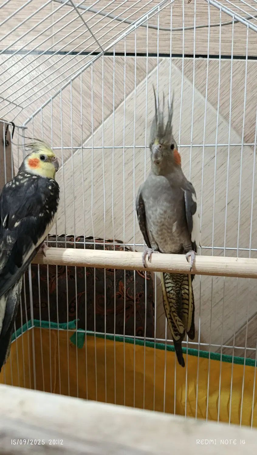 عروس هلندی نر و ماده همراه با قفس و تجهیزات|پرنده|شوشتر, |دیوار