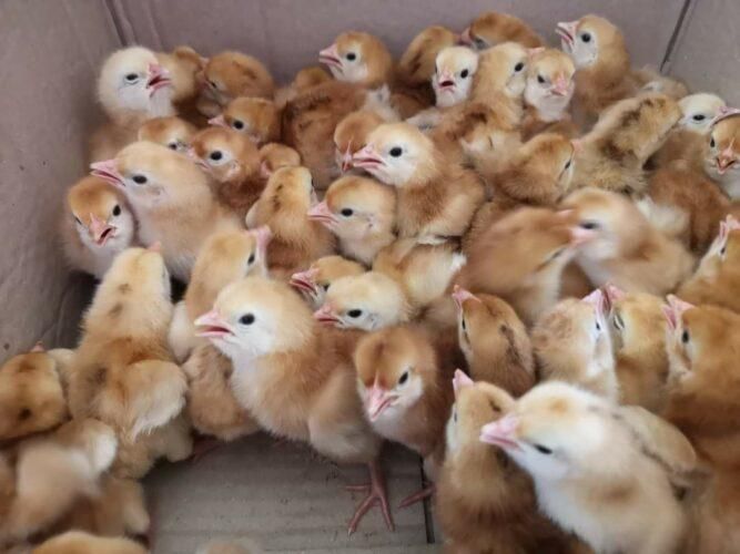 جوجه،مرغ محلی،دان و لوازم مرغداری(جوجه سرا)|حیوانات مزرعه|کرمان, |دیوار