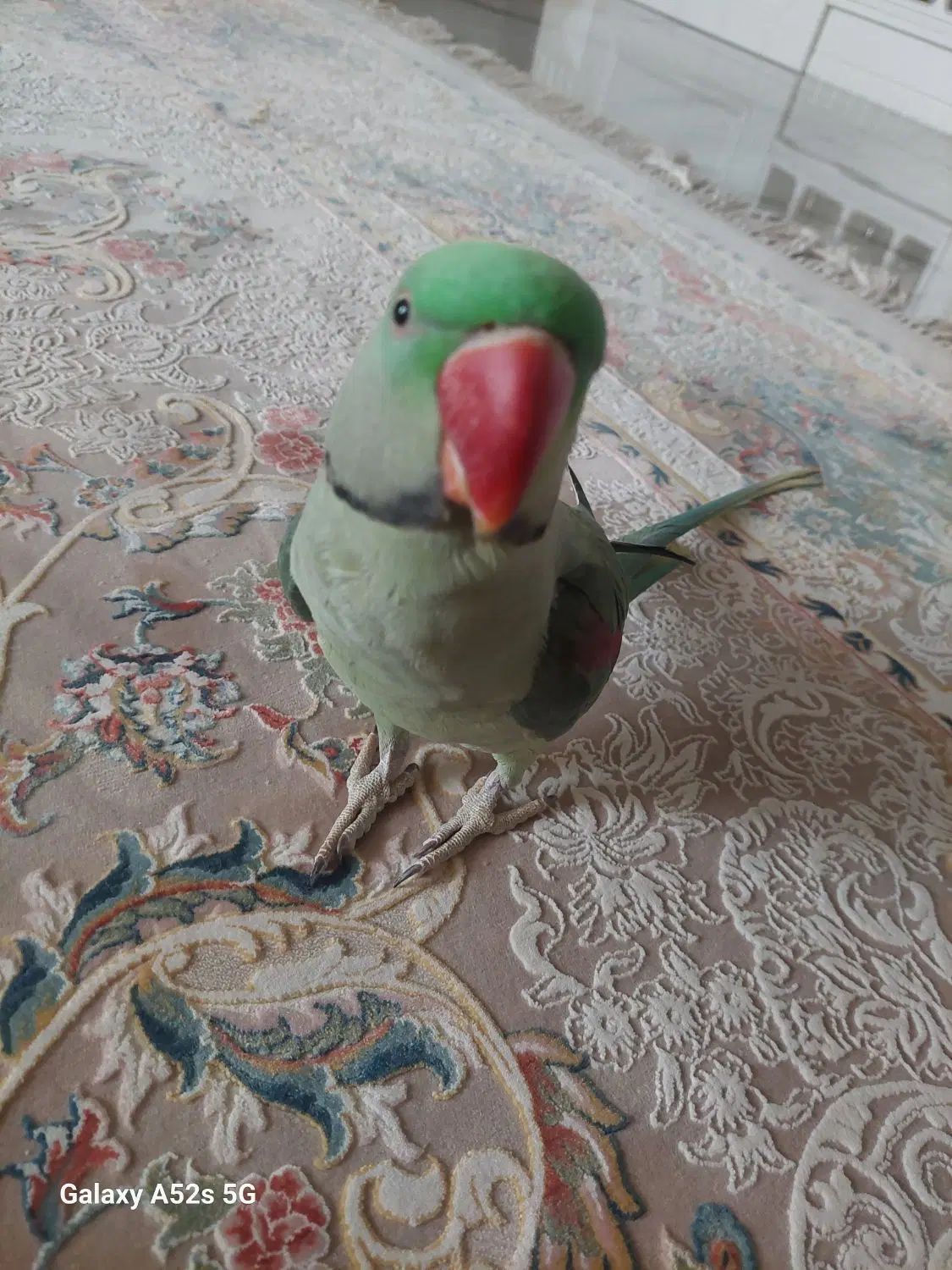 شاه طوطی نر|پرنده|کرج, گلستان|دیوار