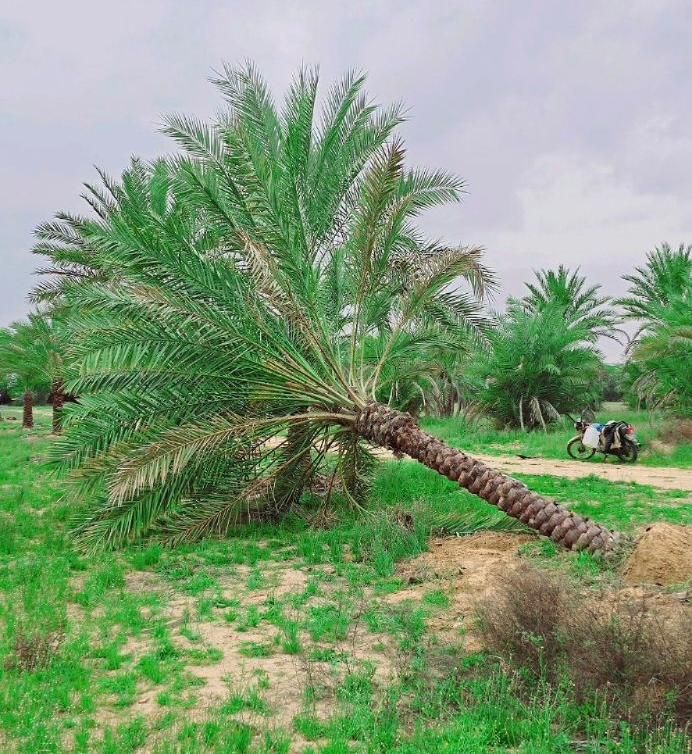 سال نو مبارک  پالم سال جدید|خدمات باغبانی و درختکاری|کرج, جهان‌شهر|دیوار