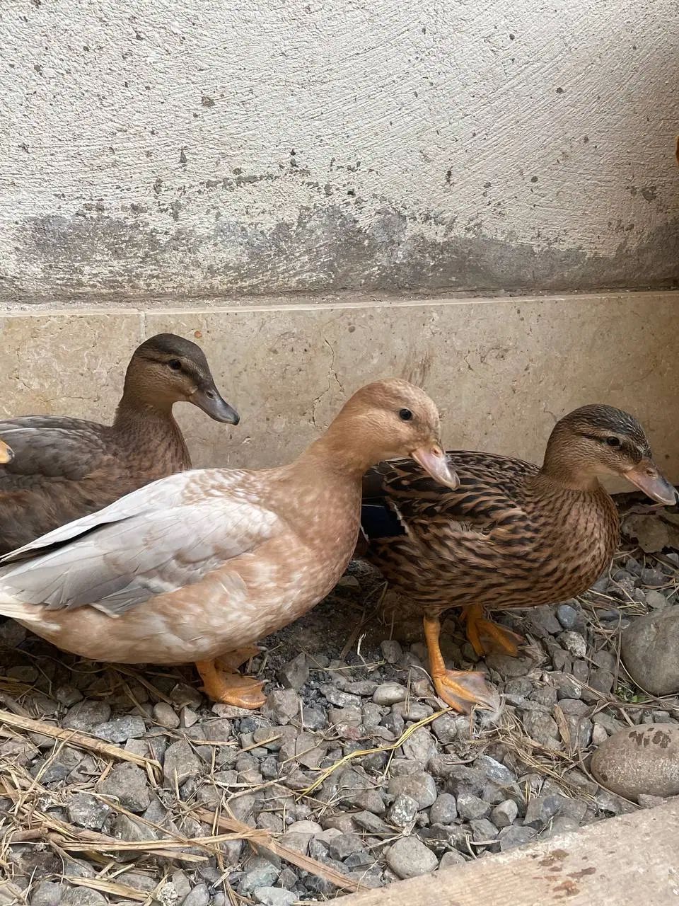 یک جفت اردک مینیاتوری کال مناسب برکه و اب نما ویلا|حیوانات مزرعه|رشت, فلسطین|دیوار