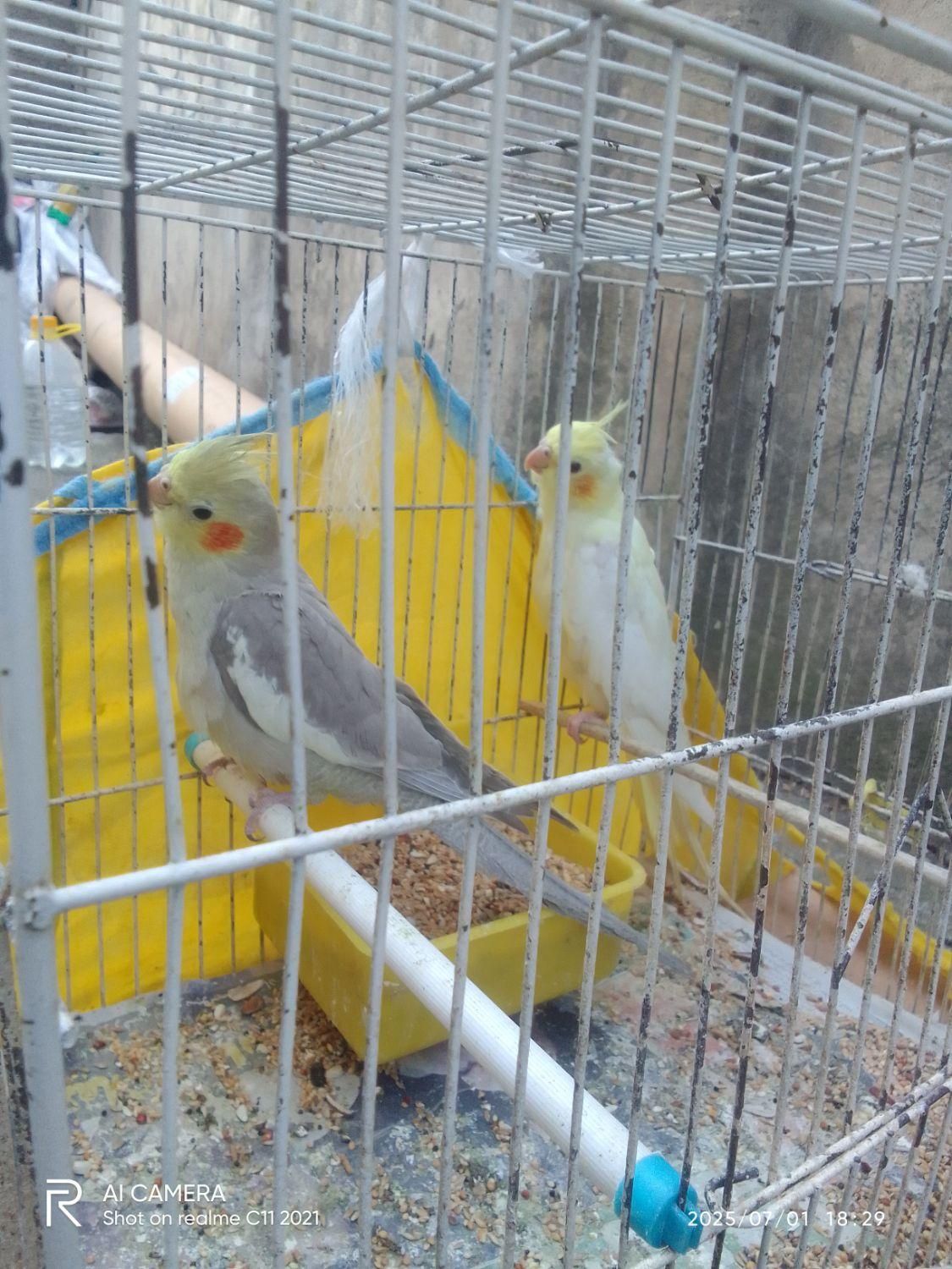 طوطی عروس|پرنده|رشت, بازار|دیوار