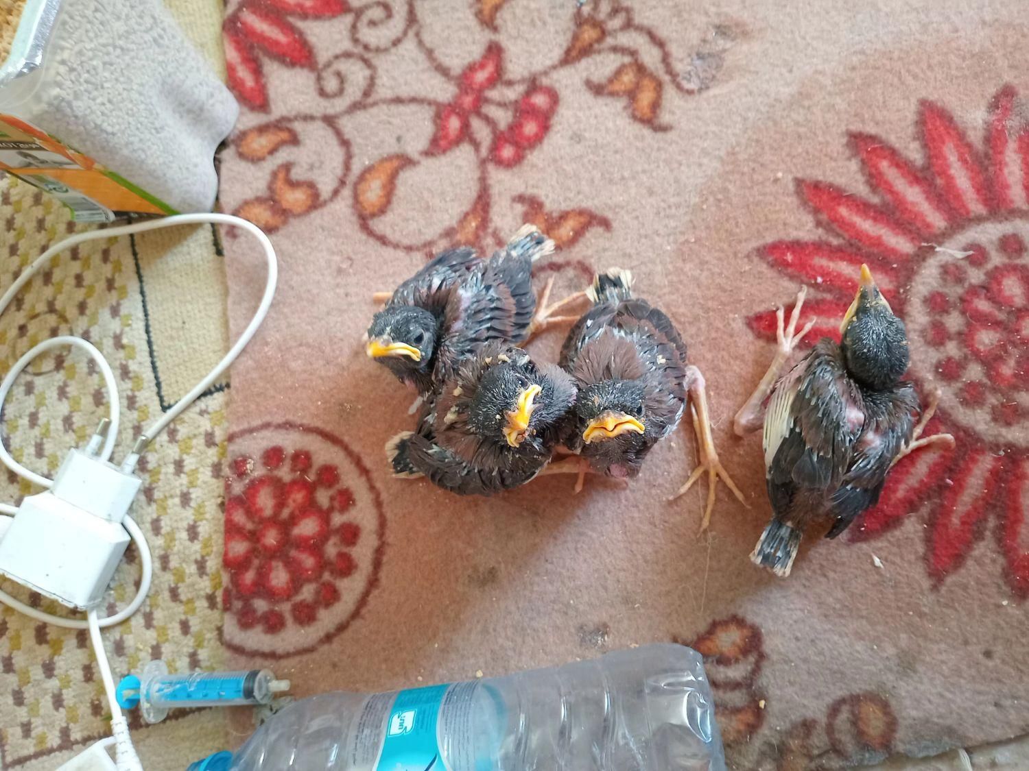 جوجه مینا دستی|پرنده|تربت جام, شاد|دیوار