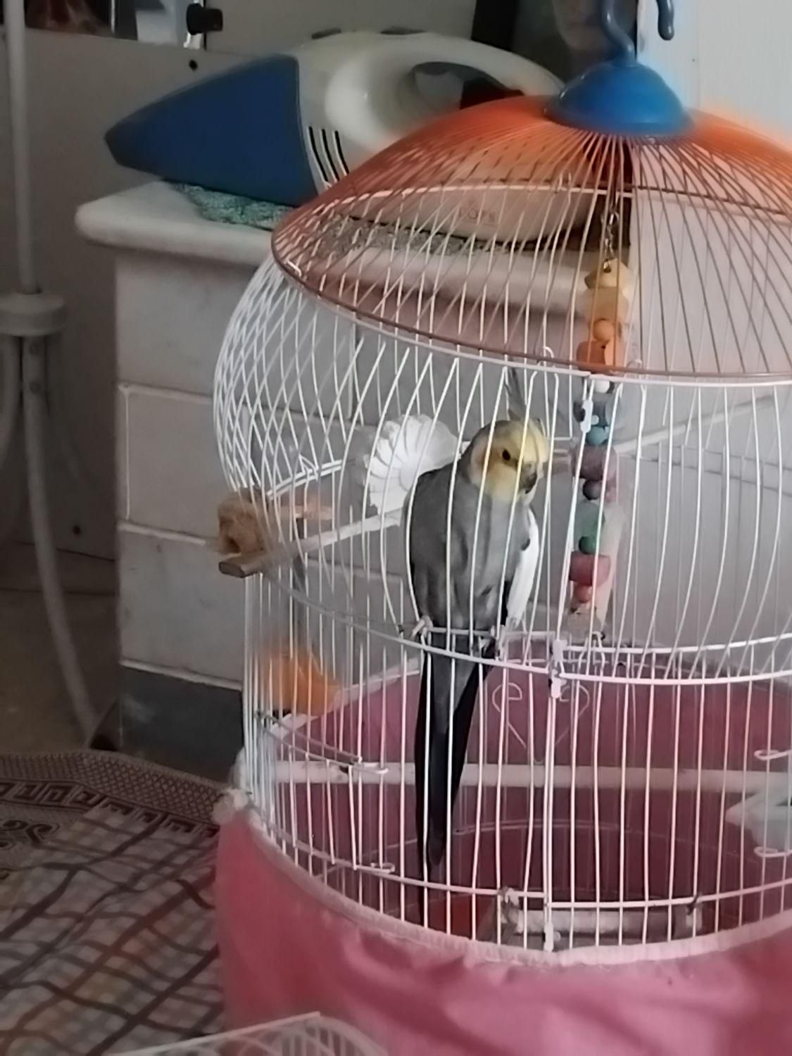 سالمه وسرحاله|پرنده|رشت, حومه رشت|دیوار