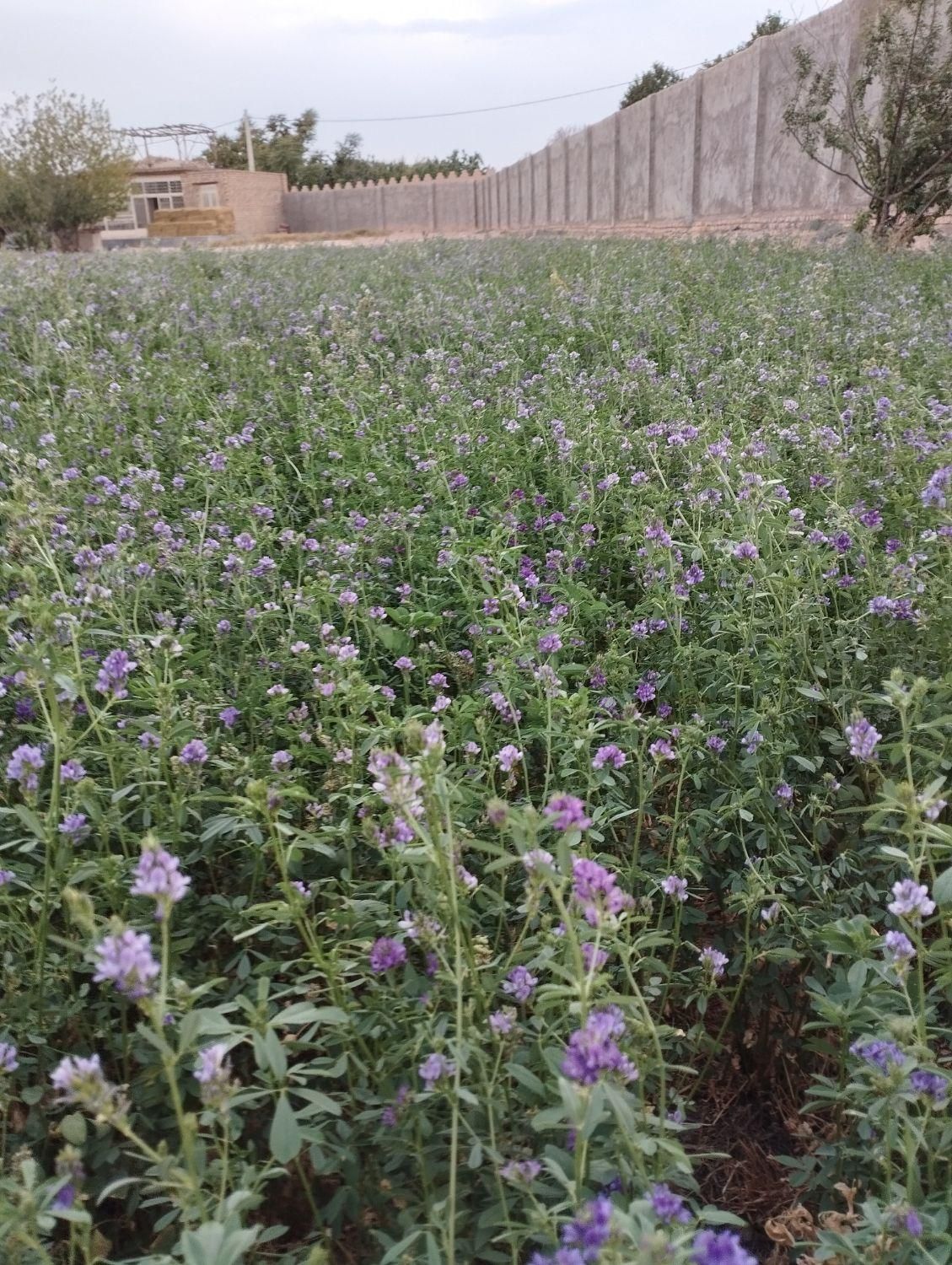 پرس یونجه|خوردنی و آشامیدنی|اصفهان, ارداجی|دیوار