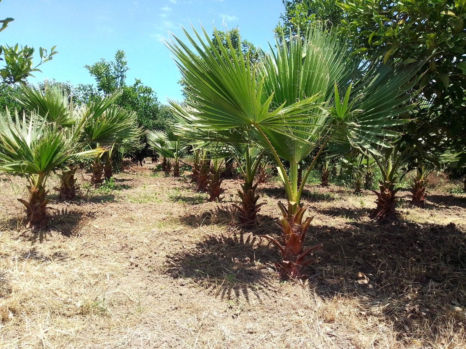 پالم واشنگتن|گل و گیاه طبیعی|رودسر, |دیوار