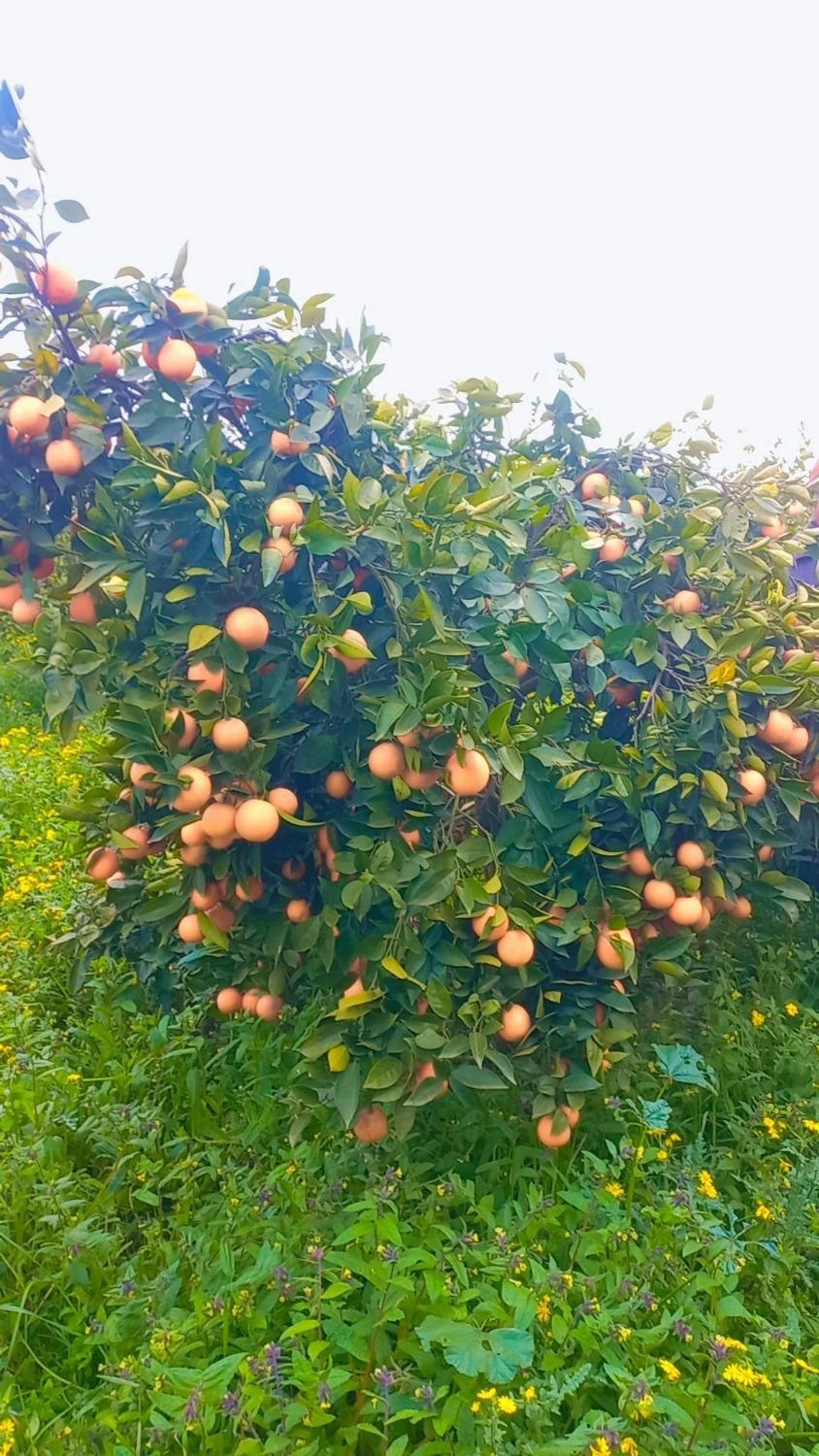 سرایدار هستم وباغبانی به طور کامل بلدم|خدمات باغبانی و درختکاری|چالوس, |دیوار