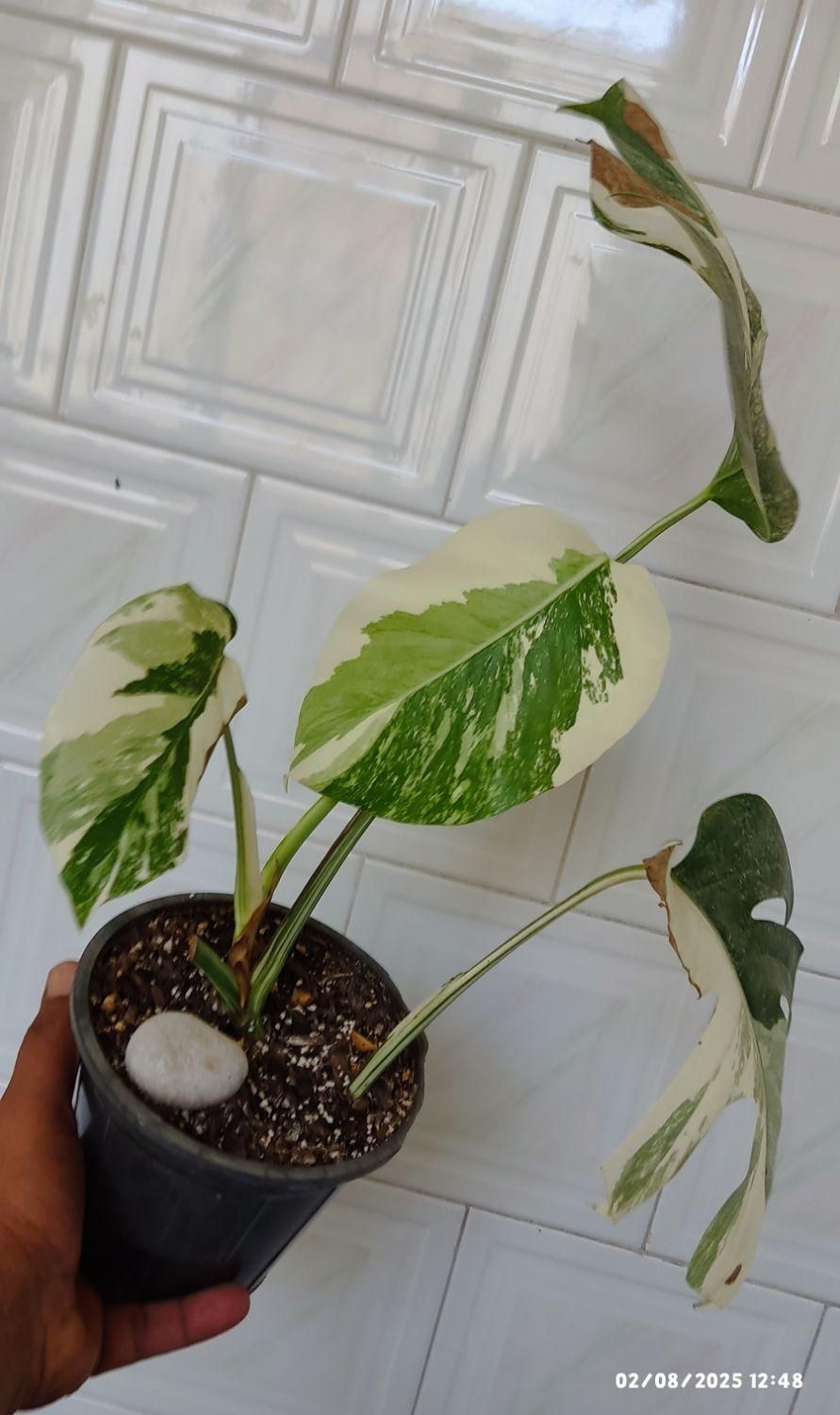 برگ انجیری ابلق/مانسترا ابلق/پنجه شیری ابلق|گل و گیاه طبیعی|سیستان, |دیوار