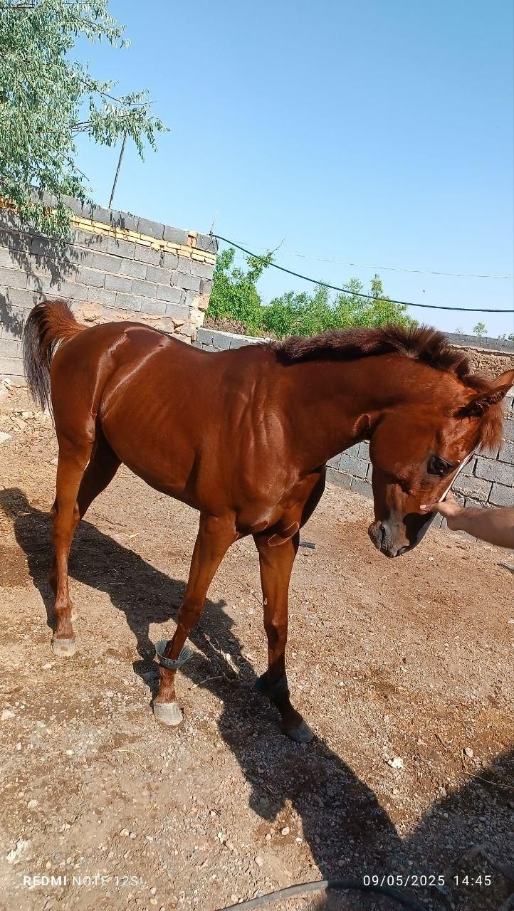 اسب نریان ۳ ساله|اسب و تجهیزات اسبسواری|مشهد, رباط طرق|دیوار