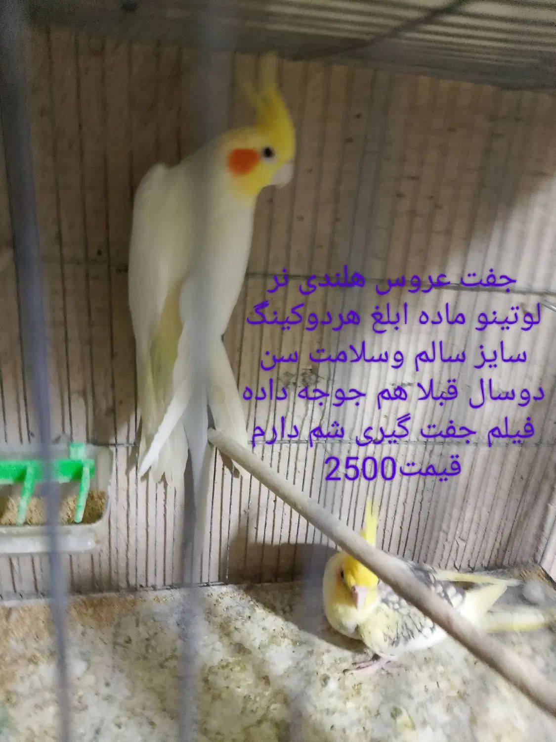 عروس هلندی جفت وتک قناری ومرغ عشق سالم وسلامت|پرنده|بهارستان, |دیوار