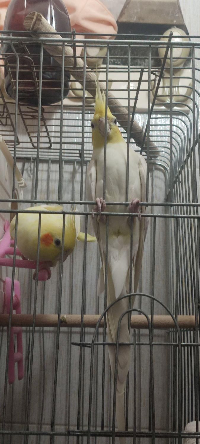 عروس هلندی|پرنده|تهران, آذری|دیوار