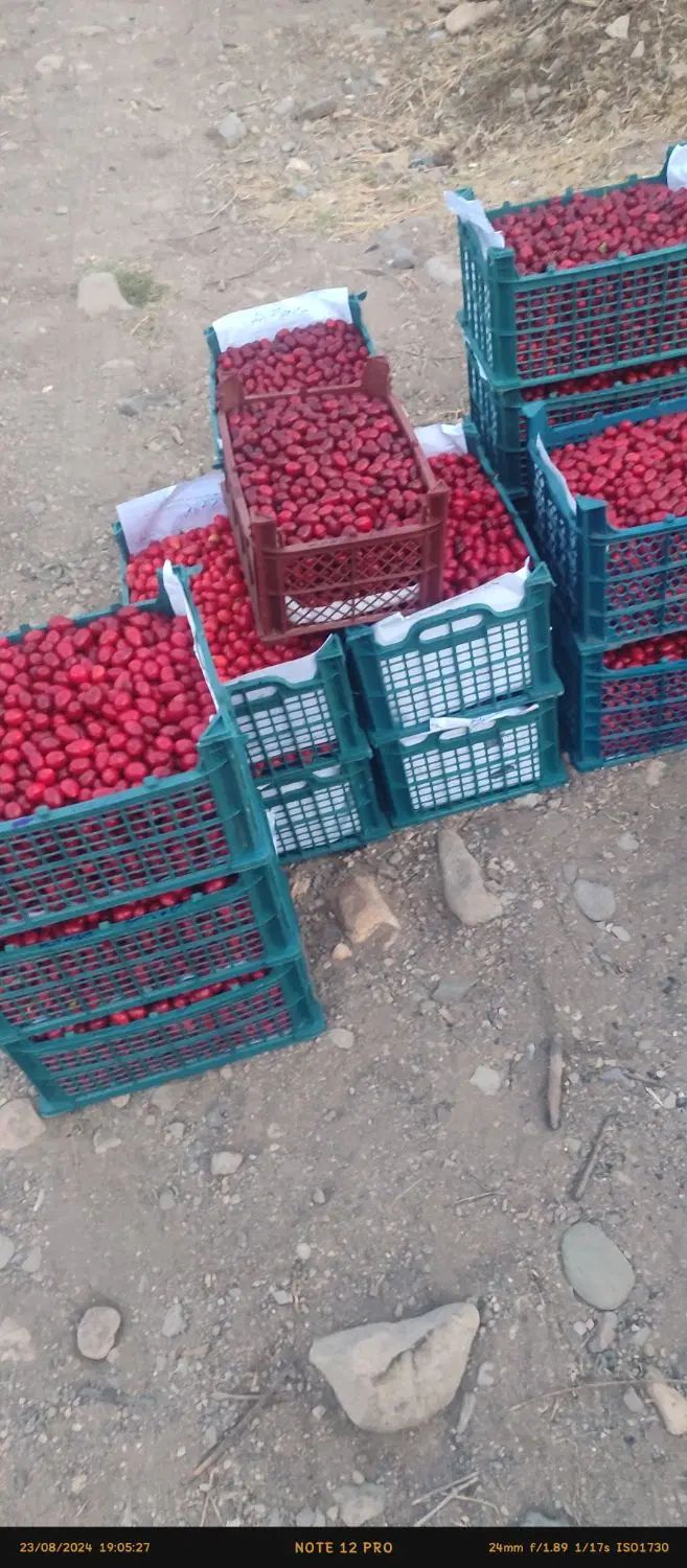 ذغال اخته زغال اخته تازه یوزباشچای|خوردنی و آشامیدنی|تهران, اکباتان|دیوار