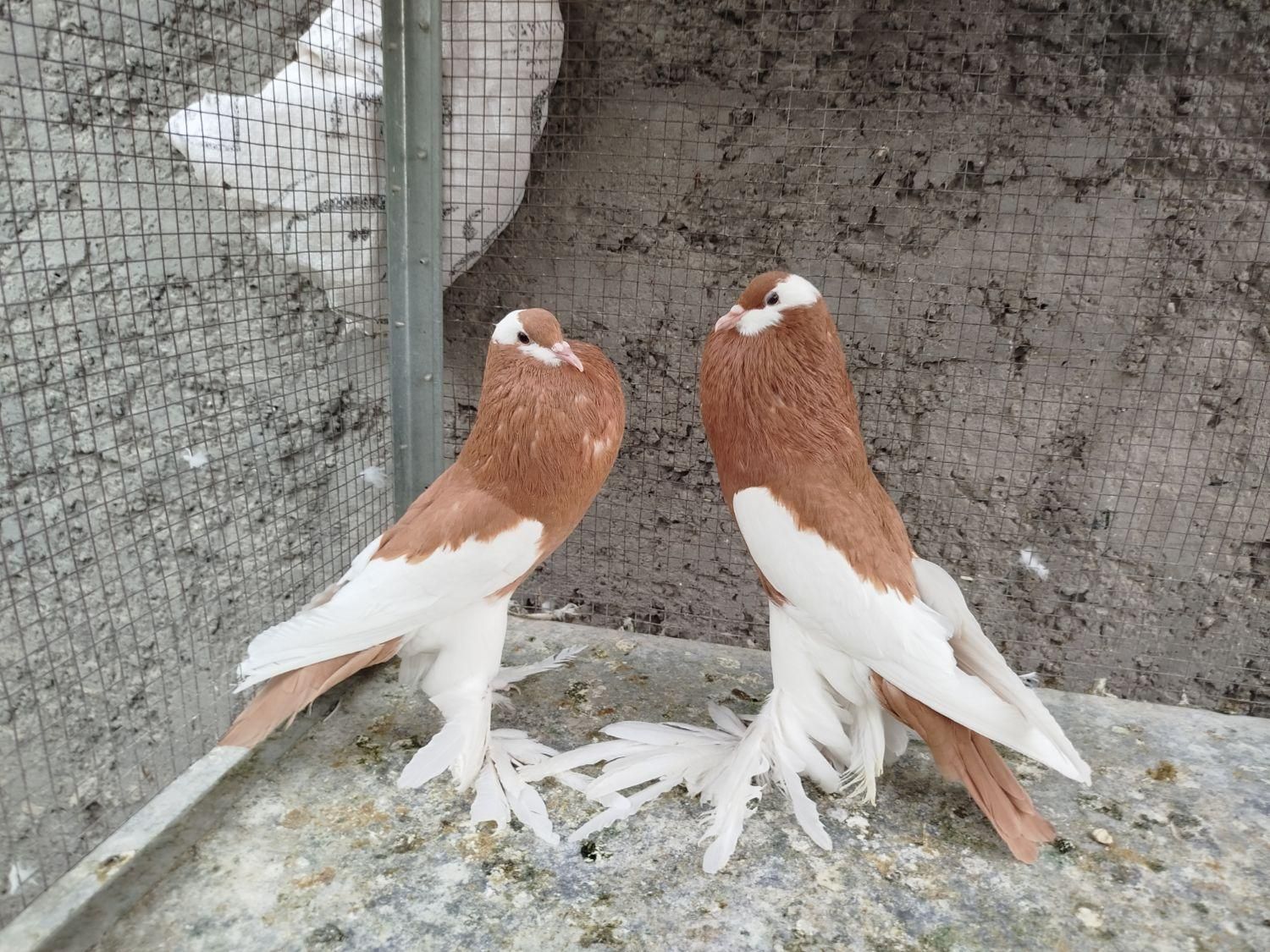 بادکنکی ماهرو|پرنده|اصفهان, ارغوانیه|دیوار