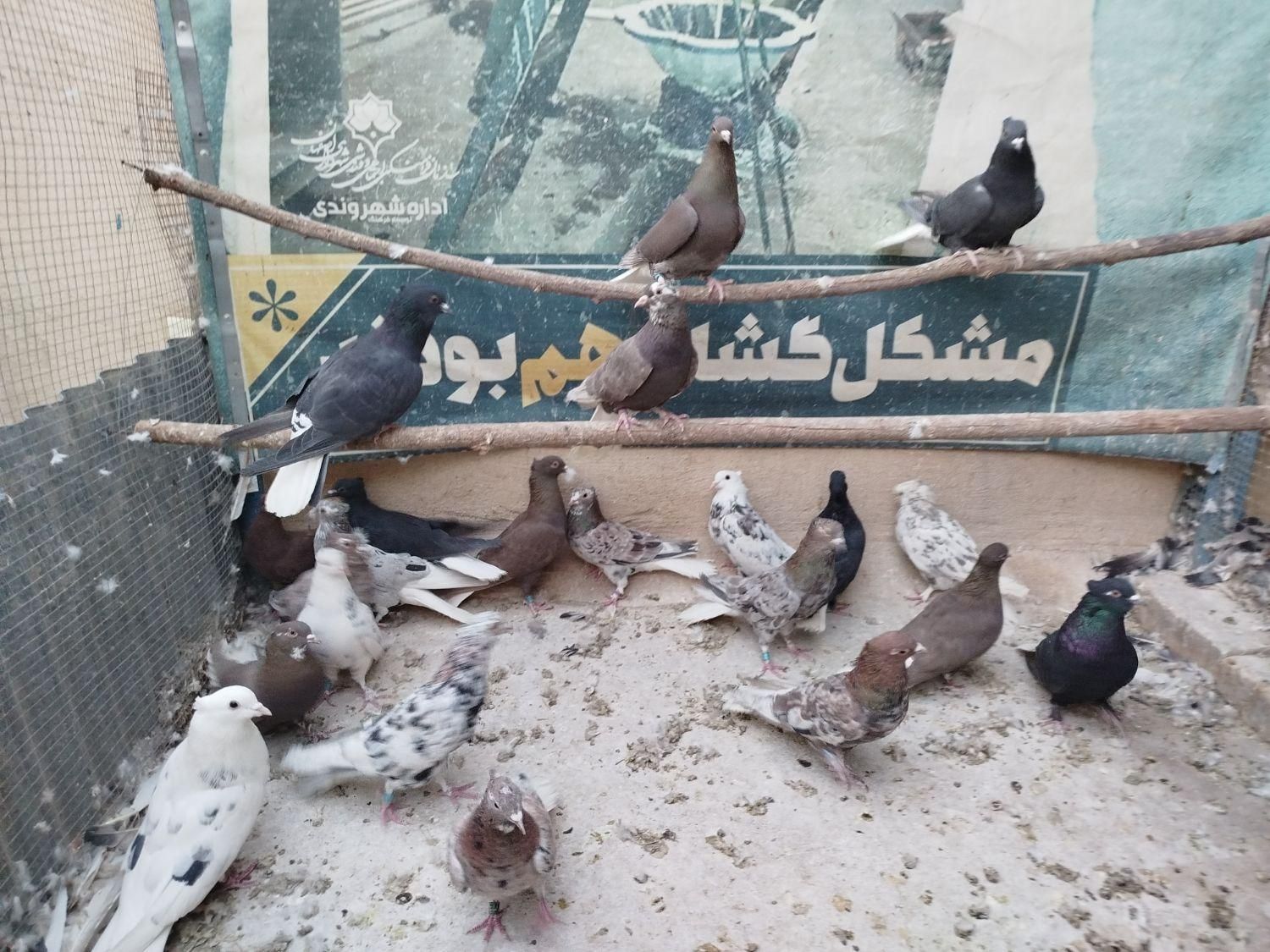 دم‌سفید سرور|پرنده|اصفهان, ارغوانیه|دیوار