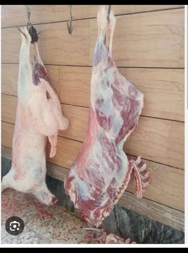 فروش گوسفند زنده دشت مغان از روستاهای قوچان|حیوانات مزرعه|تهران, خانی‌آباد|دیوار