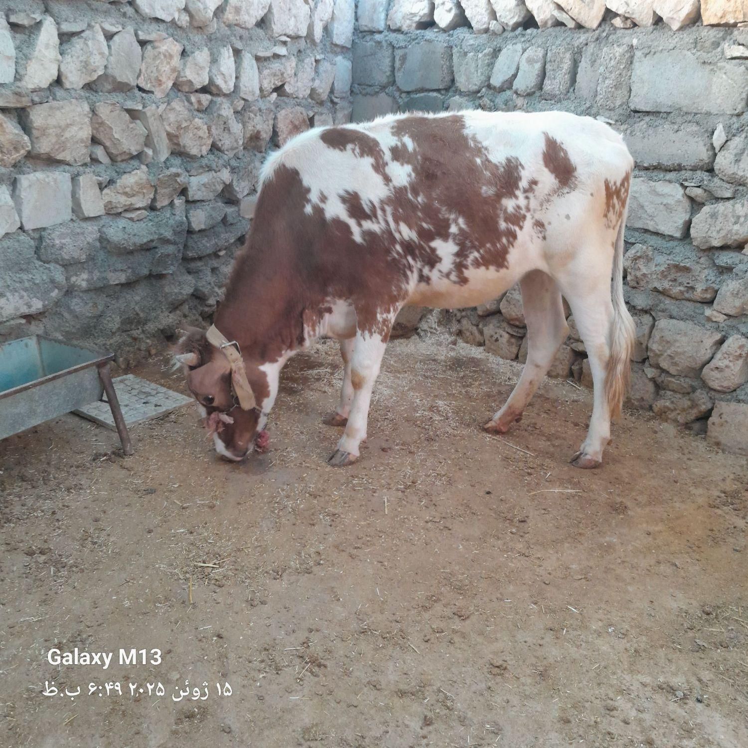 گوساله ماده|حیوانات مزرعه|کوهدشت, |دیوار