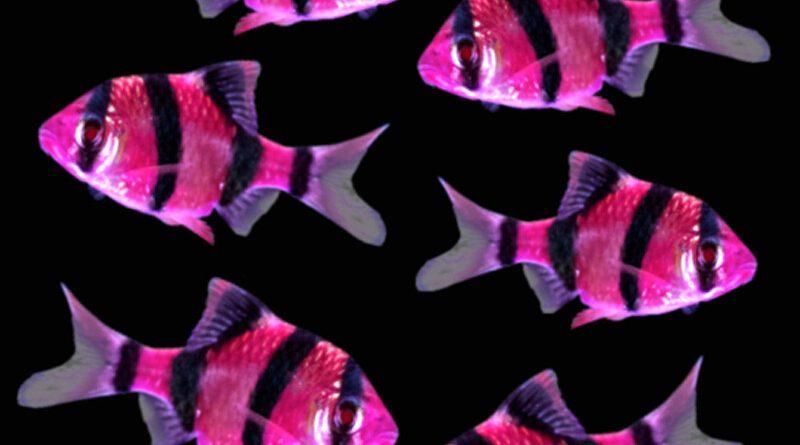 آکواریوم نمو گوپی آنجل اسکار فایتر سیچلاید دیسکاس|ماهی|همدان, |دیوار