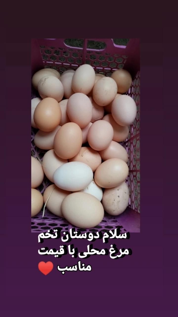 تخم مرغ محلی|حیوانات مزرعه|لاهیجان, لیالستان|دیوار