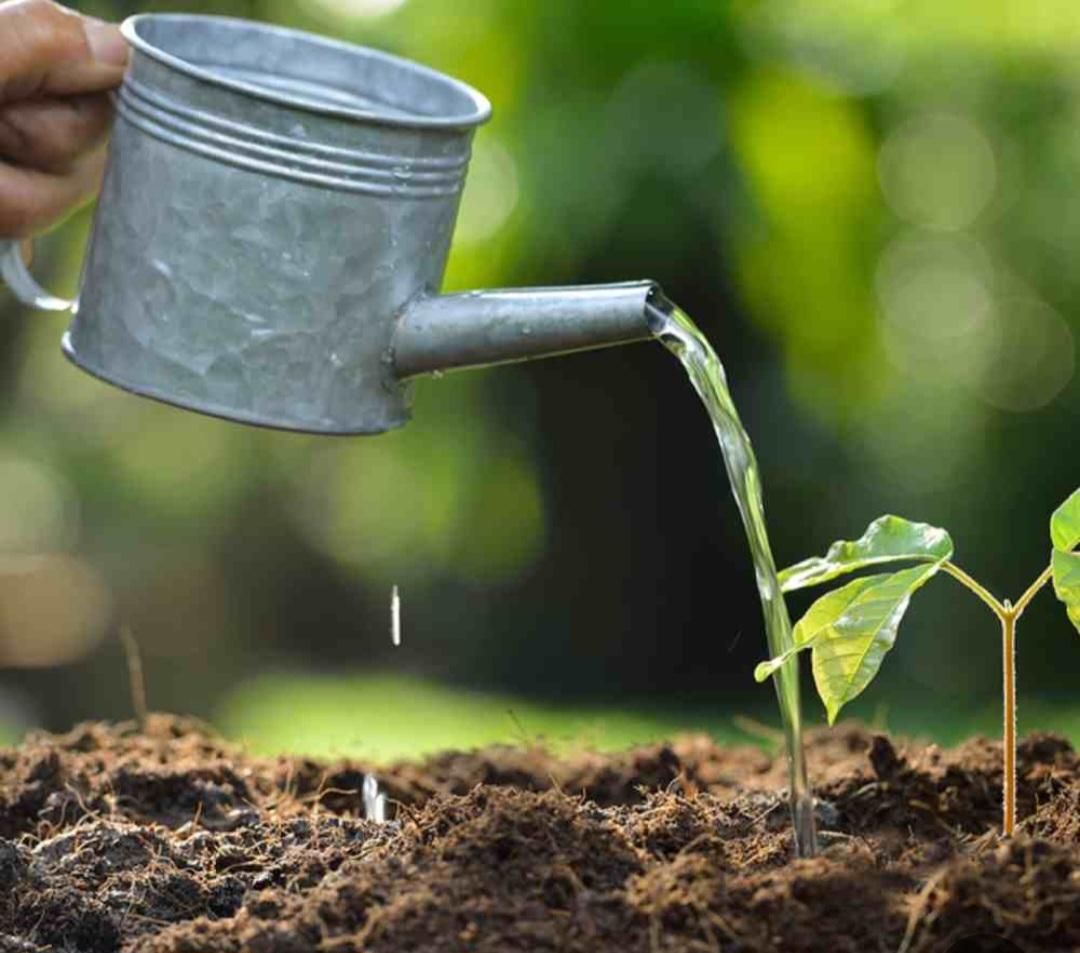 باغبانی و باغداری با تجربه بالا و مدرک کشاورزی|خدمات باغبانی و درختکاری|کاشان, فین بزرگ|دیوار