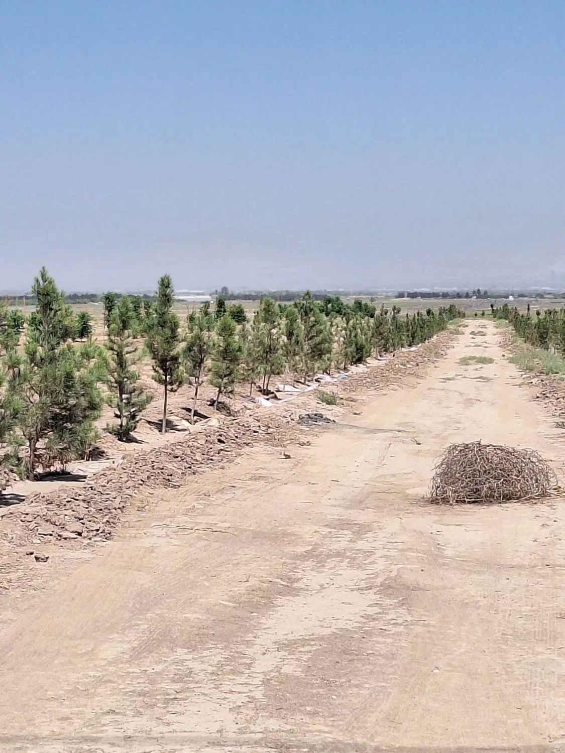 ۱۶.۸۰۰مترزمین،۲تاسند۶دانگ،سهیلیه زعفرانیه اقبالیه|فروش زمین و ملک کلنگی|کرج, باغ سیب|دیوار