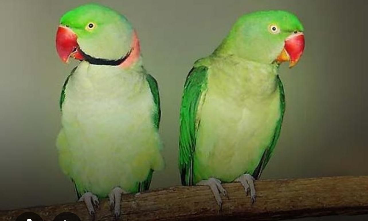 ۲ عدد طوطی ملنگو جفت نر و ماده بالغ|پرنده|کیش, |دیوار