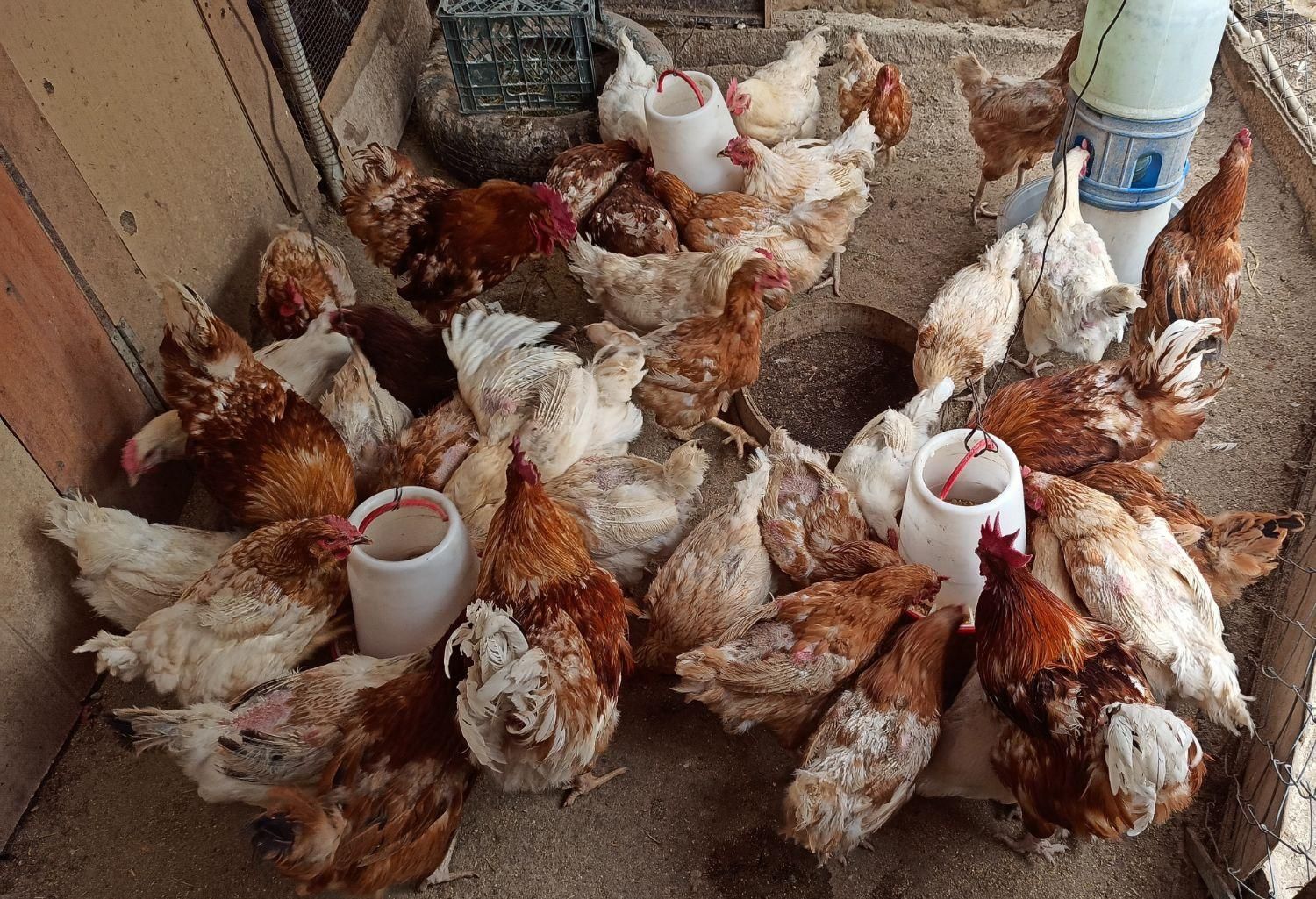 تخم مرغ نطفه‌دار نژاد لوهمن، سلطان، رسمی و آیسبار|حیوانات مزرعه|فردیس, فردیس|دیوار