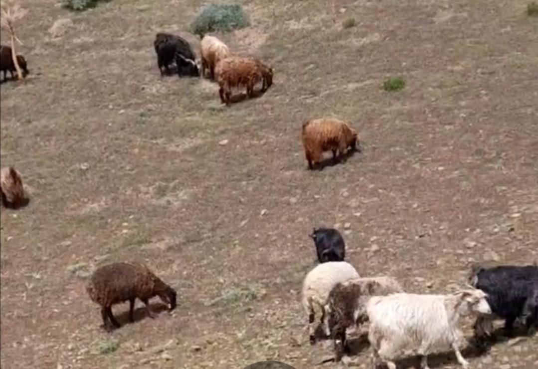 گوسفند زنده 240|حیوانات مزرعه|کرمان, |دیوار