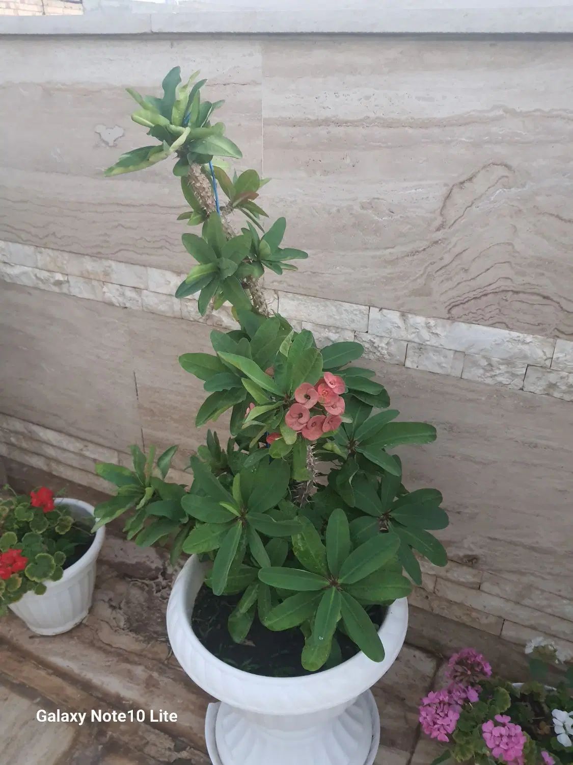 گلدان مادر مرجان هلندی طبیعی و زیبا و با دوام|گل و گیاه طبیعی|مشهد, اقبال|دیوار