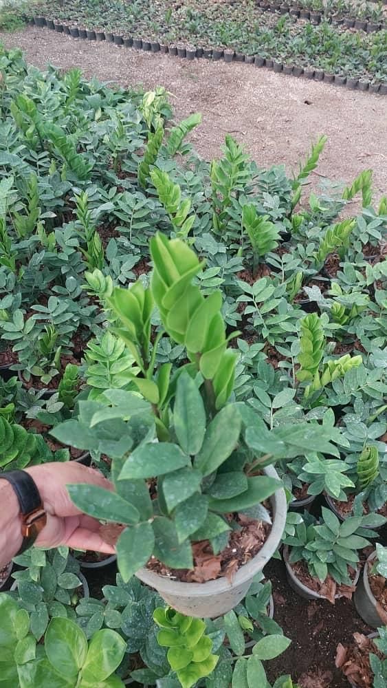 زاموفیلیا سبز هلندی|گل و گیاه طبیعی|تهران, سازمان آب|دیوار