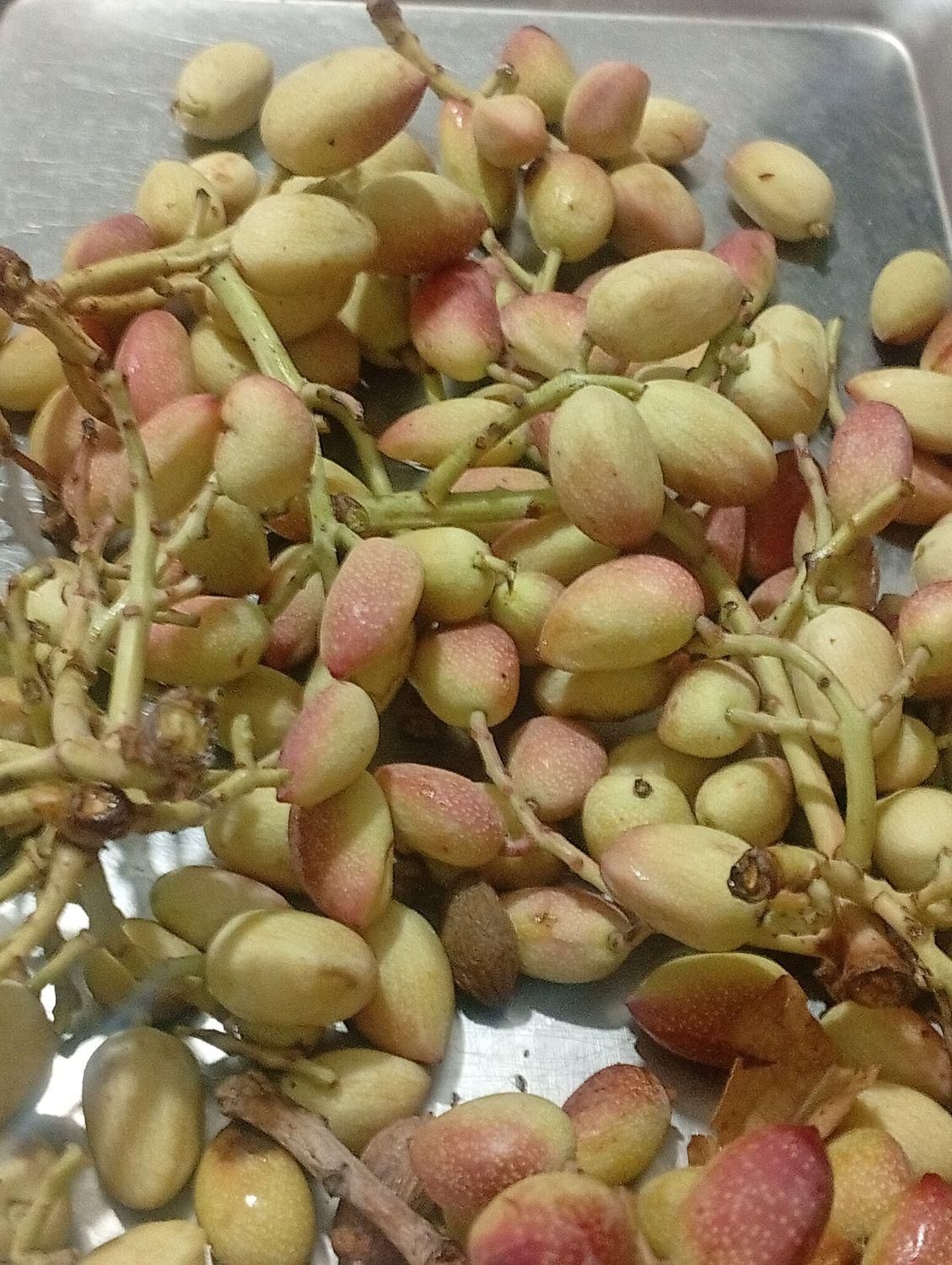 خرید پسته ی تازه (کال با خوشه )واجاره ی باغ پسته|خدمات باغبانی و درختکاری|قم, آزادگان|دیوار