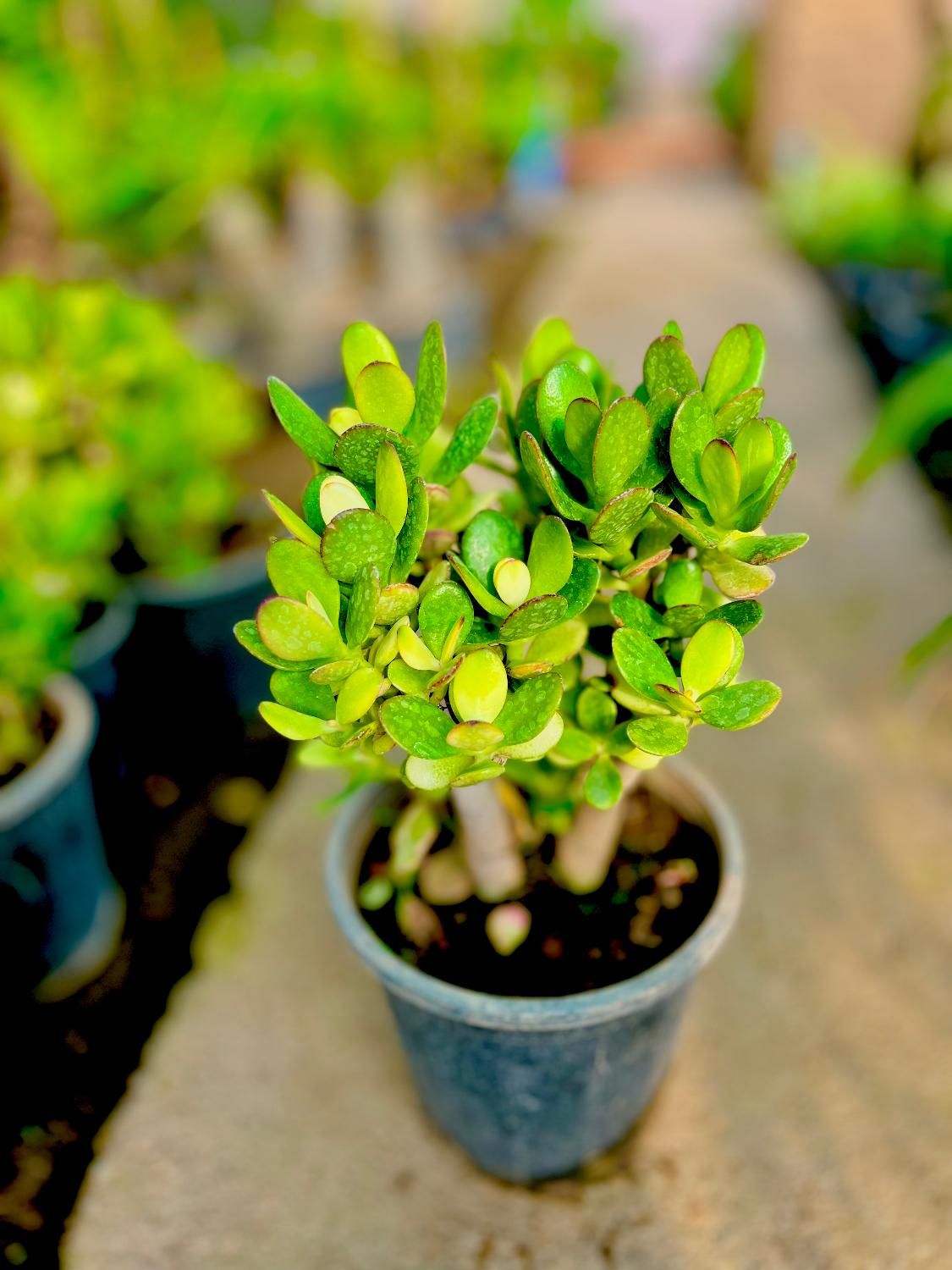 کراسولا یشم گیاه ثروت گل طبیعی|گل و گیاه طبیعی|مشهد, هنرور|دیوار